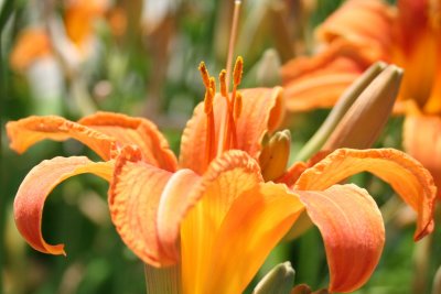 FLOWER.jpg
