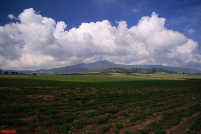 Mexican fields