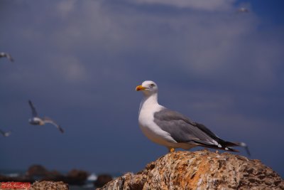 Essaouira / Morocco