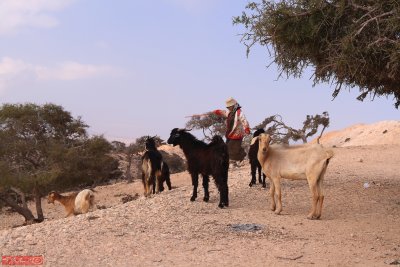 ... just goats - somewhere in Morocco