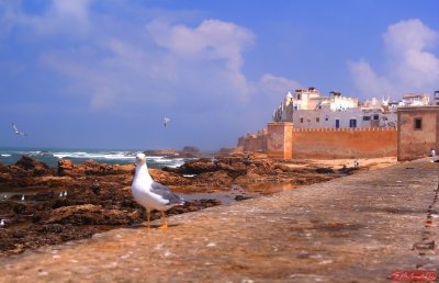 Harbor / Essaouira / Morocco