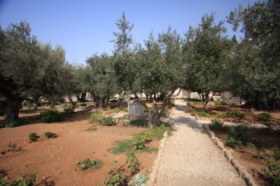 Garden of Gethsamane / Jerusalem
