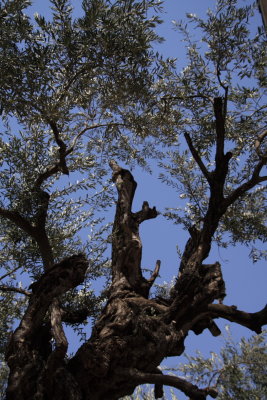 Olive tree / Garden of Gethsemane
