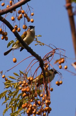 IMG_1098.JPG