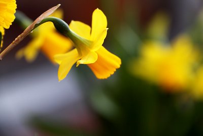 daffodil3.jpg