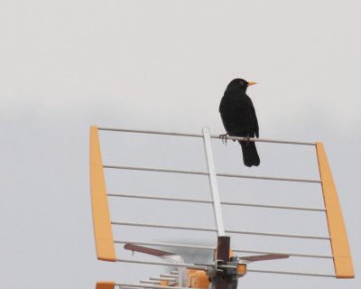 Mirlo comn (Turdus merula)