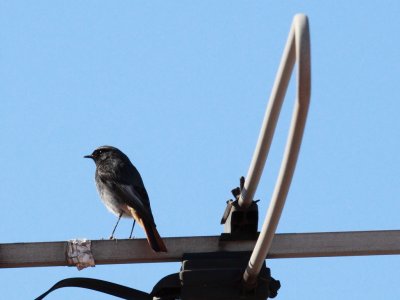 Colirrojo tizn (Phoenicurus ochruros)