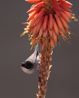 Curruca cabecinegra (Sylvia melanocephala)