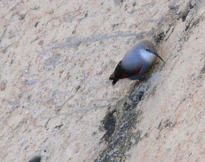 Treparriscos (Tichodroma muraria)