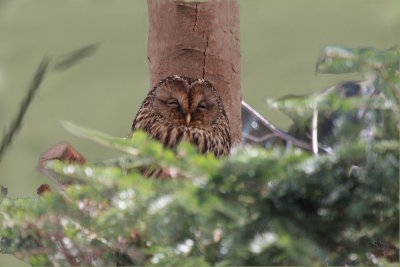 Cárabo común (Strix aluco)