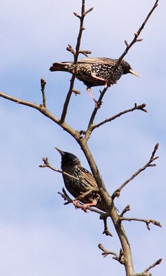 Estornino pinto (Sturnus vulgaris)