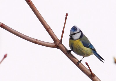 Herrerillo común (Parus caeruleus)