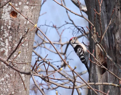 Pico dorsiblanco (Picus leucotos)