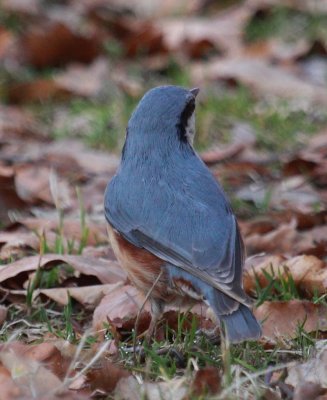 Trepador azul (Sitta europaea)