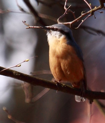 Trepador azul (Sitta europaea)