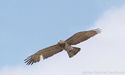 Aguila culebrera (Circaetus gallicus)