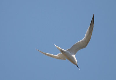 Charrán patinegro (Sterna Sandvicens)