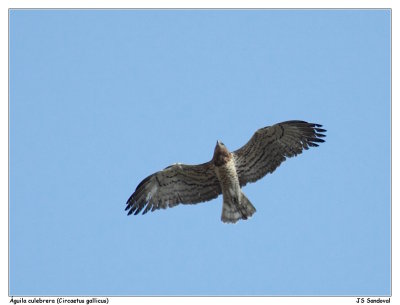 Águila culebrera -Circaetus gallicus-