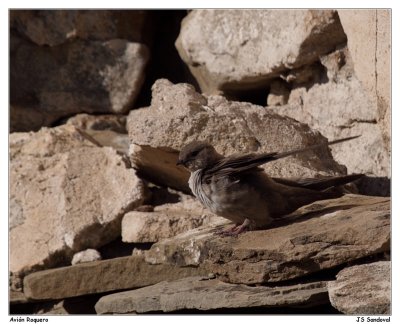 Avión Roquero (Ptyonoprogne rupestris)