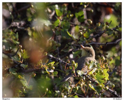 Mosquitero...