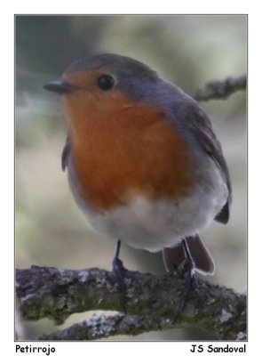 Petirrojo (Erithacus rubecula)