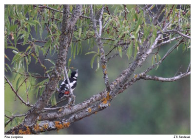 Pico picapinos (Dendrocopos major)