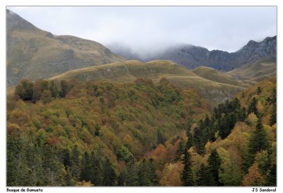 Vista desde un alto en el Bosque de Gamueta