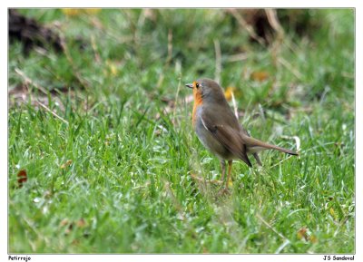 Petirrojo (Erithacus rubecula)