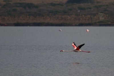 Flamenco (Phoenicopterus ruber)