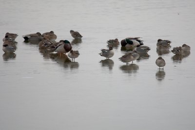 Grupo de anás (azulones, cercetas, patos cuchara) en el límite del agua helada