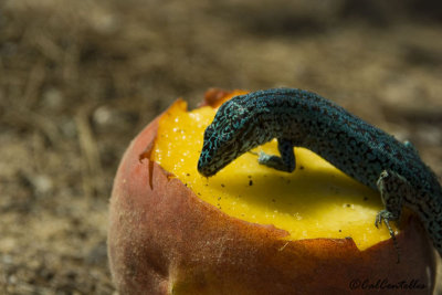 Formentera 2 - The original Balearic small lizard