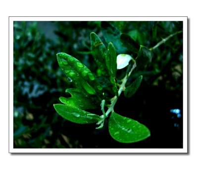 plant