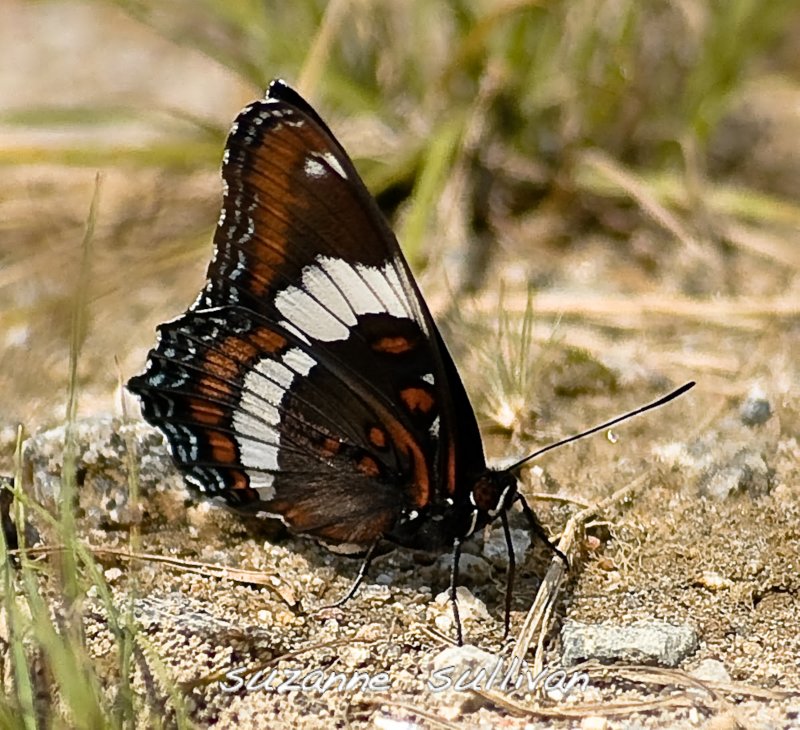 white admiral Maine.jpg