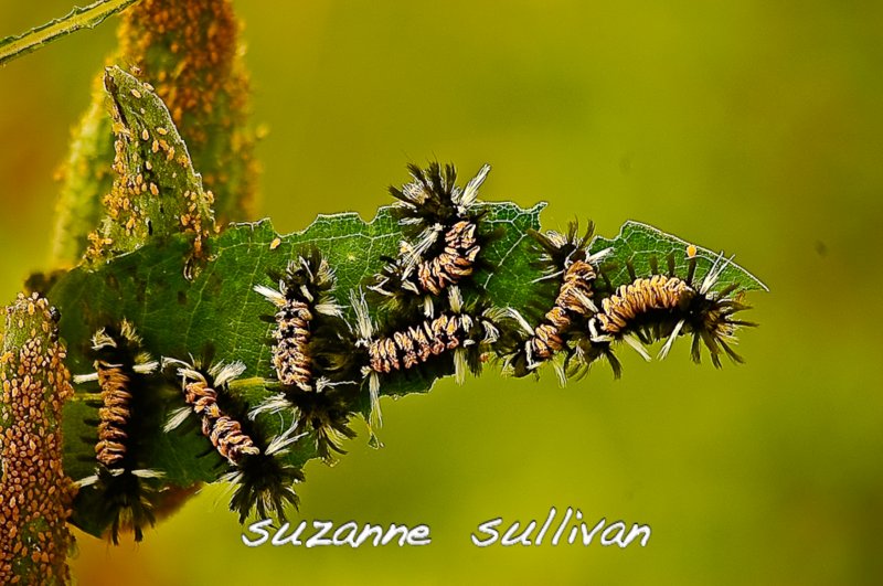 tigermoth caterpillars Plum Island.jpg