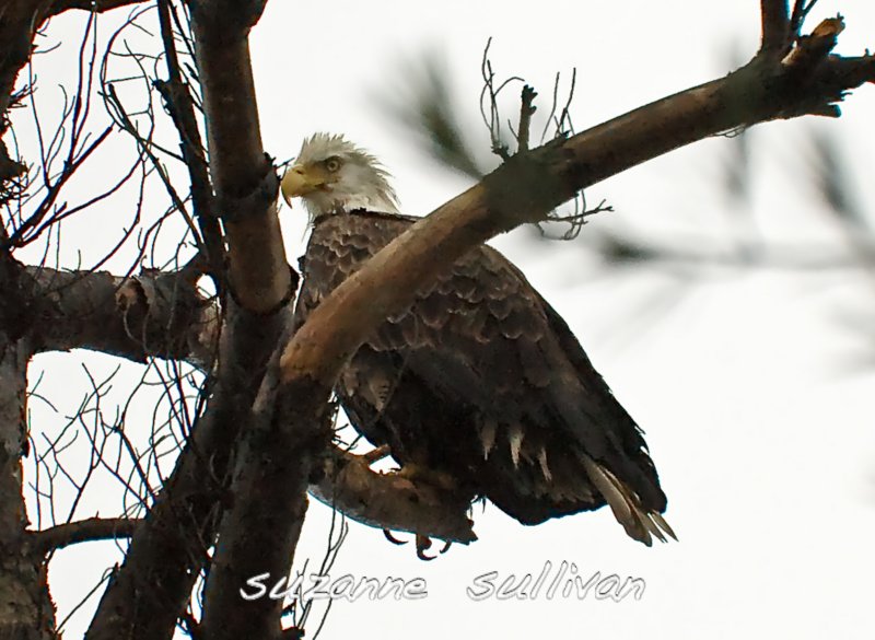 baldeagle merrim.river tyngsboro ma.jpg