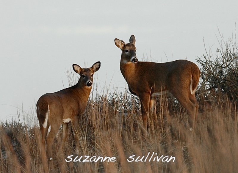 deer pair plumisland.jpg