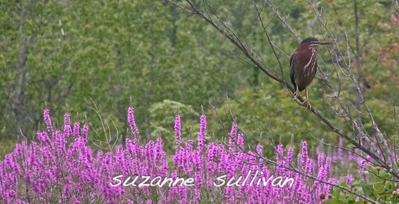 green heron lubberswilmington.jpg