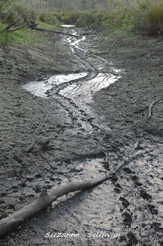 turtle tracks dry lubbers wilmington ma.jpg