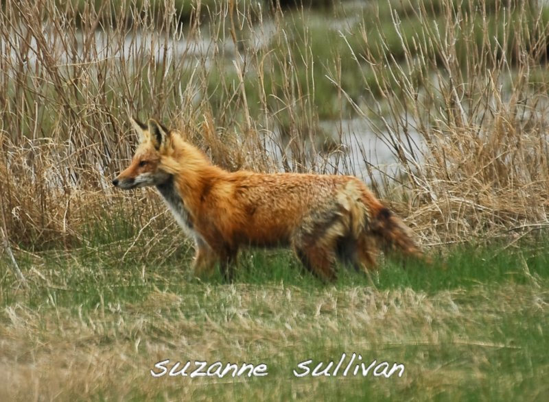red fox plum island.jpg