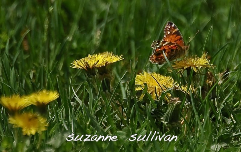 painted lady wilmington town forest