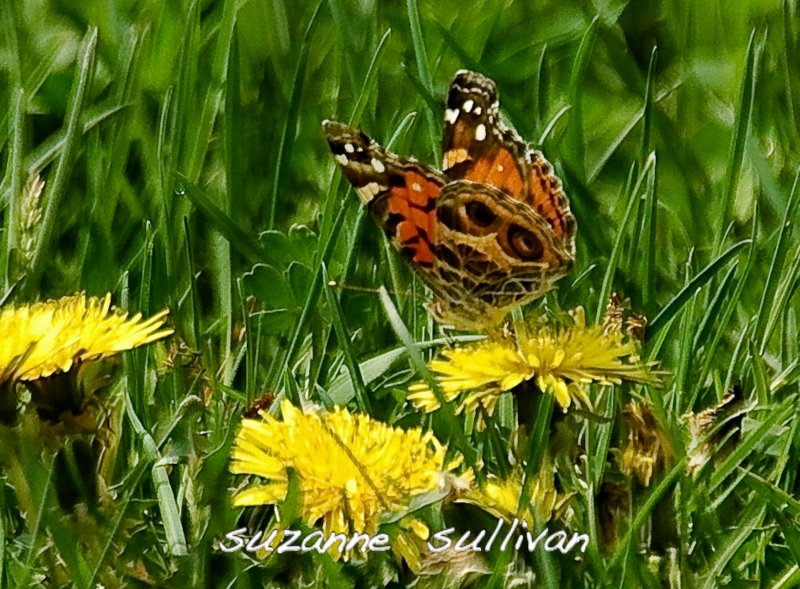 painted lady wilmington town forest