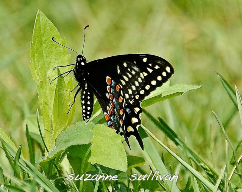 balck eastern swallowtail wilmington Ma town forest