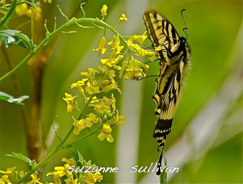 tiger swallowtail wilmington town forest MA