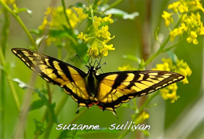 tiger swallowtail wilmington town forest MA