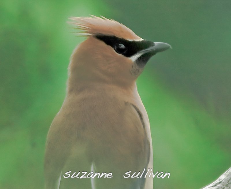 cedar waxwing ipswich river wilmington