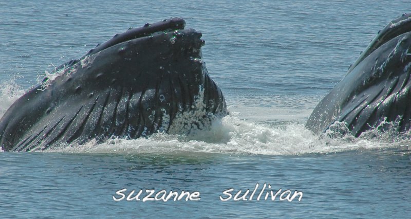 pair humpbacks jefferey's ledge