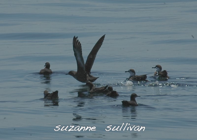 sooty and greater shearwaters