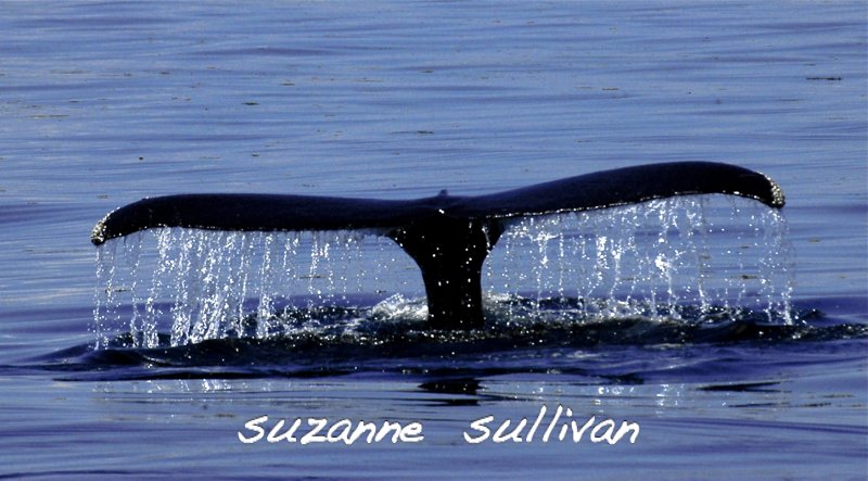 minky whale
