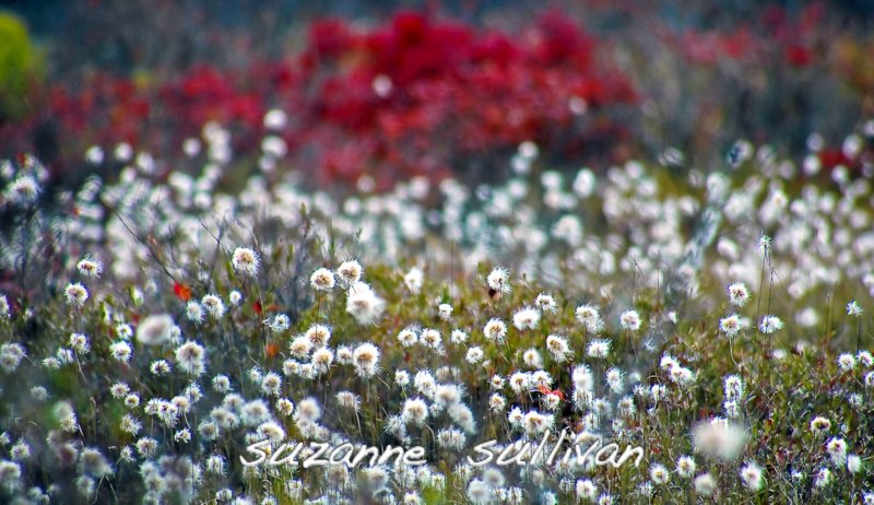 cotton grass quabbin
