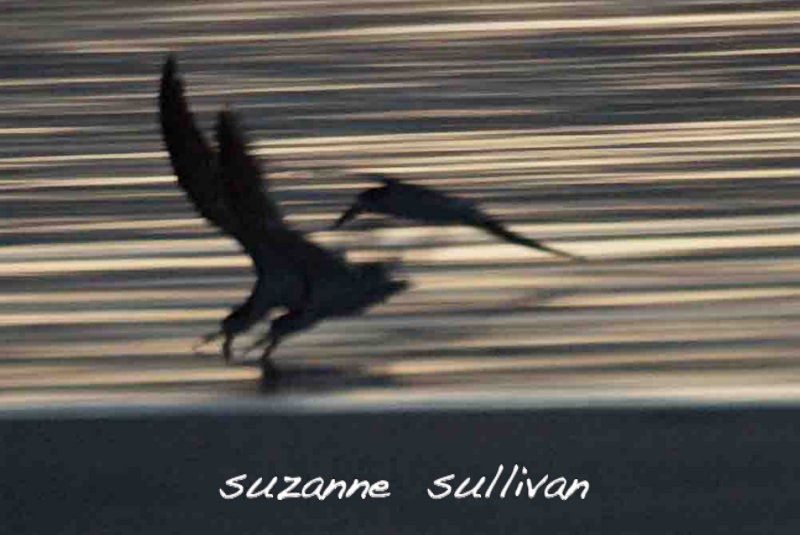 skimmers gull-billed tern sandy point